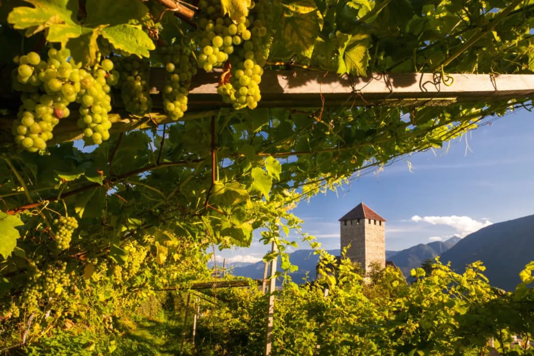 Najlepsze atrakcje w Bolzano, które musisz zobaczyć podczas wizyty