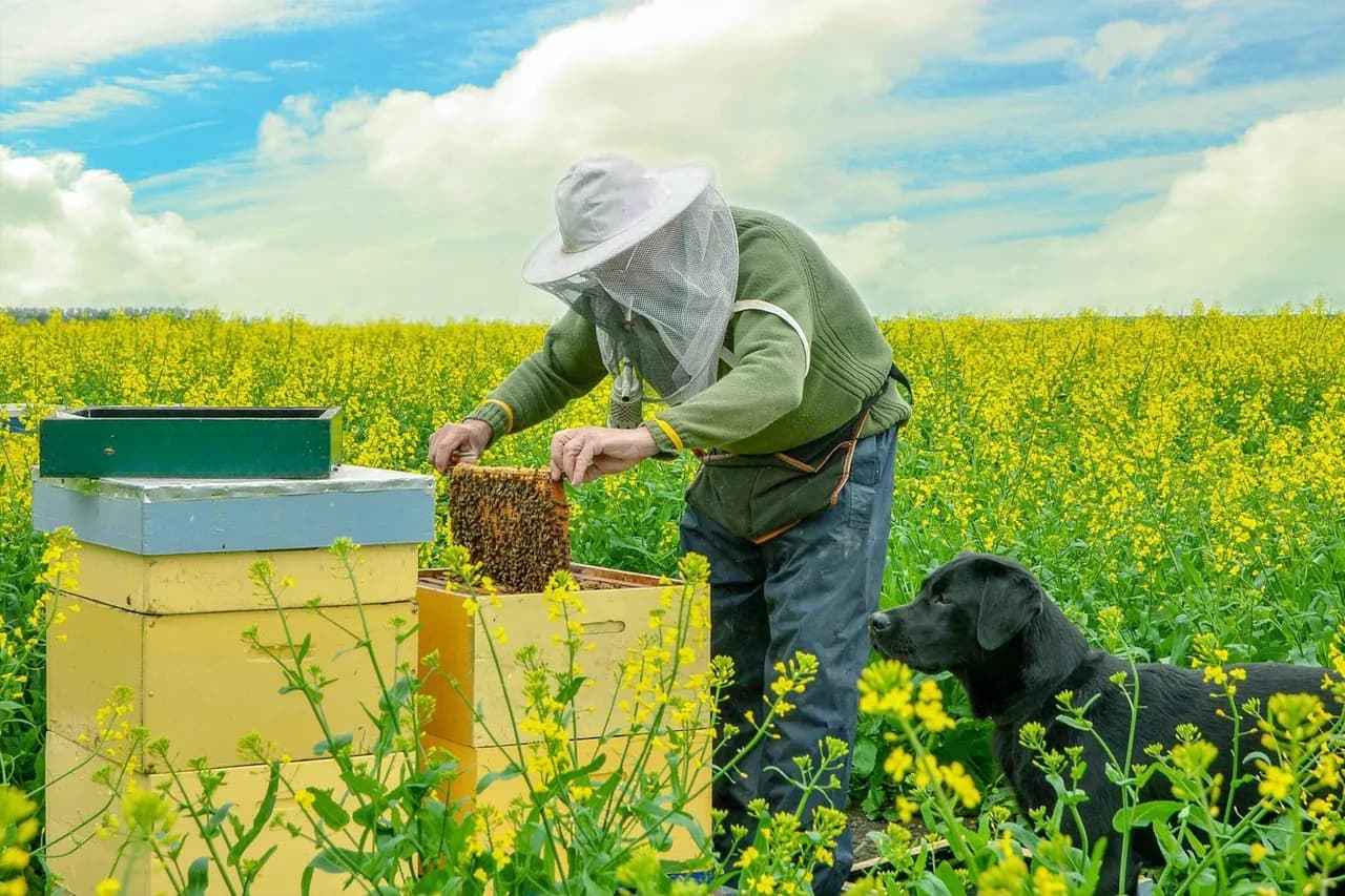 Jak przewieźć ule z pszczołami bezpiecznie i skutecznie krok po kroku